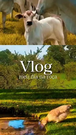 Vlog - Roça