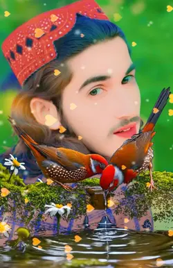 Bird New Templet