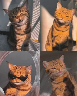 kucing 