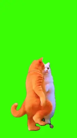 Cat/Gato