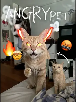 ANGRY PET
