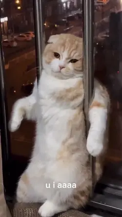 Kucing Lucu 