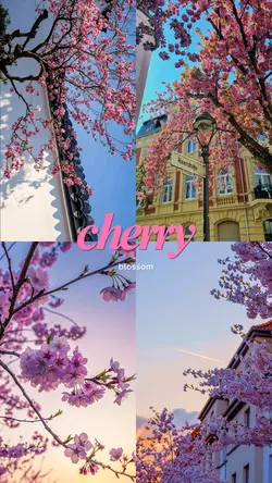 cherry blossom