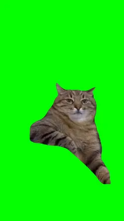 depressed cat 