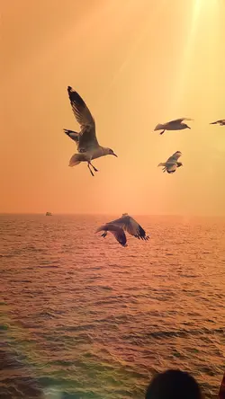 Yeni şablon slowmo
