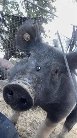 Piggie