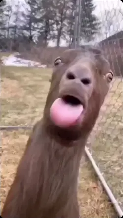 lol
