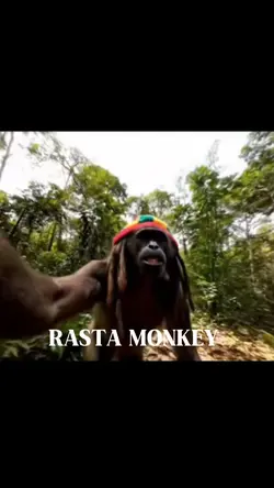 RASTA MONKEY 