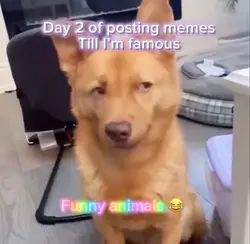 Funny animals 😂