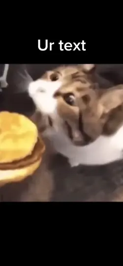 kitty burger