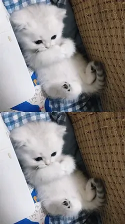 aesthethic CAT