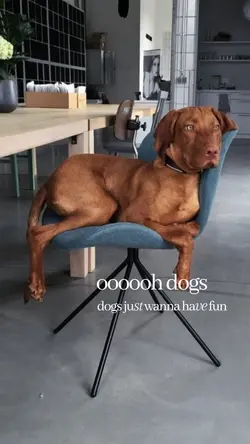 dogs wanna have fun