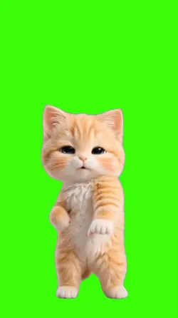 Cat/Gato.