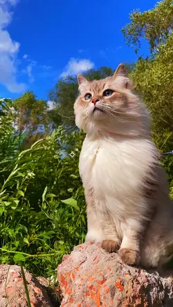 cat