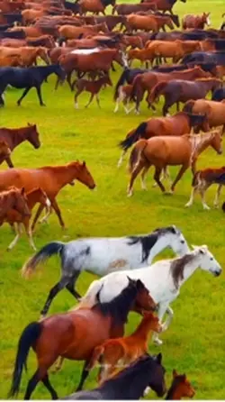 Horse🐎