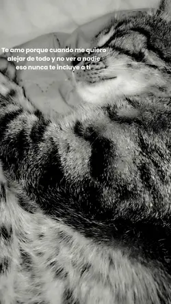 Gatito 