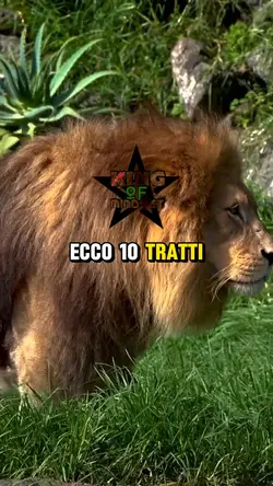 Sii il king 