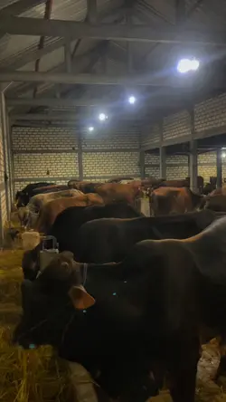 story sapi