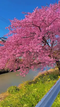 Sakura View🌸🌸