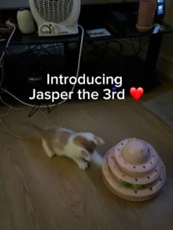 Jasper