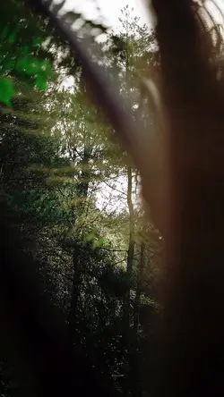 Nature Therapy