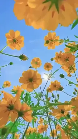 aesthetic flowers