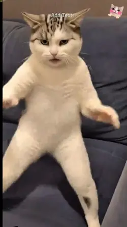 Funny Cat. 