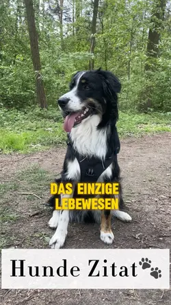 Hunde Zitat