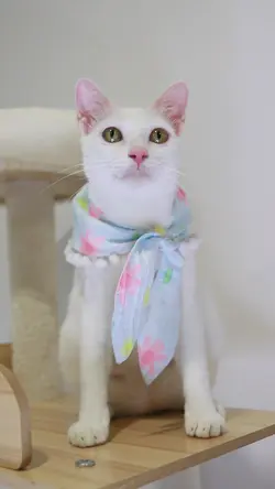 แมว