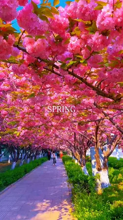 spring