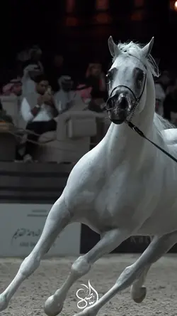 horse🎠