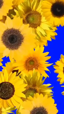 Chromakey