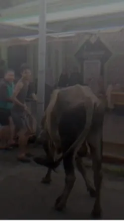 Sapi Salting