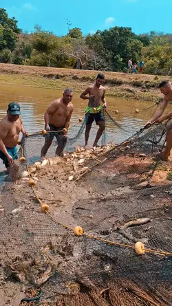 Domingo na fazenda