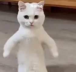Dancing cat
