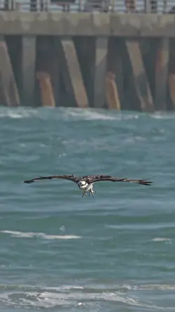 Eagle