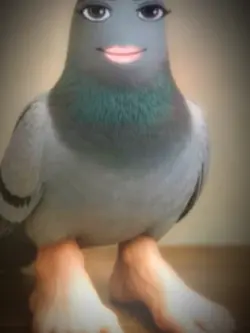 Pigeon 