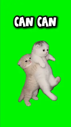 CAN CAN KITTENS
