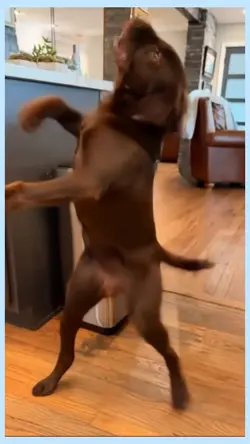 dancing dog