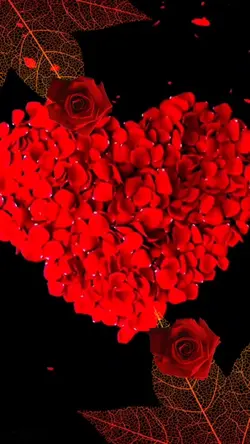 Red rose