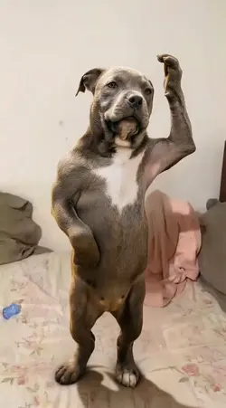 Passinho do jamal