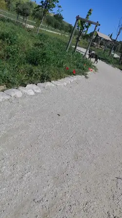 promenade chien
