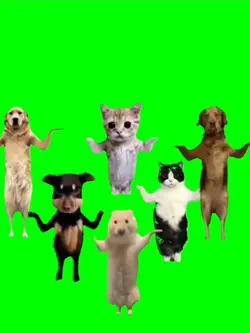 mentahan cat dancing