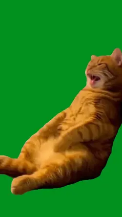cat laughing