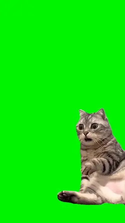 SHOCKING CAT 