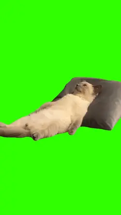 Cat Lying Down