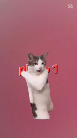 crazy cat