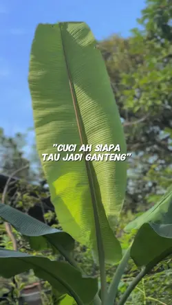 TREND CUCI DILU