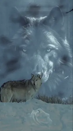 RK.wolf