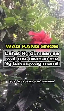 WAG MAMILI 